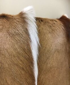 Fell-shop_Springbock