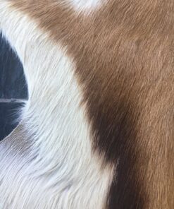 Fell-shop Springbock