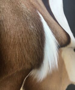 Fell-shop Springbock