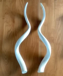 Kudu Hörner
